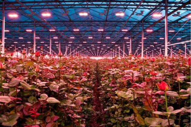 Van den Ende Rozen invests in LED