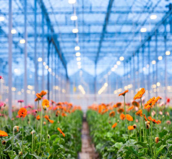 Agrolux/Gavita contributes to new WUR LED light measurement protocol