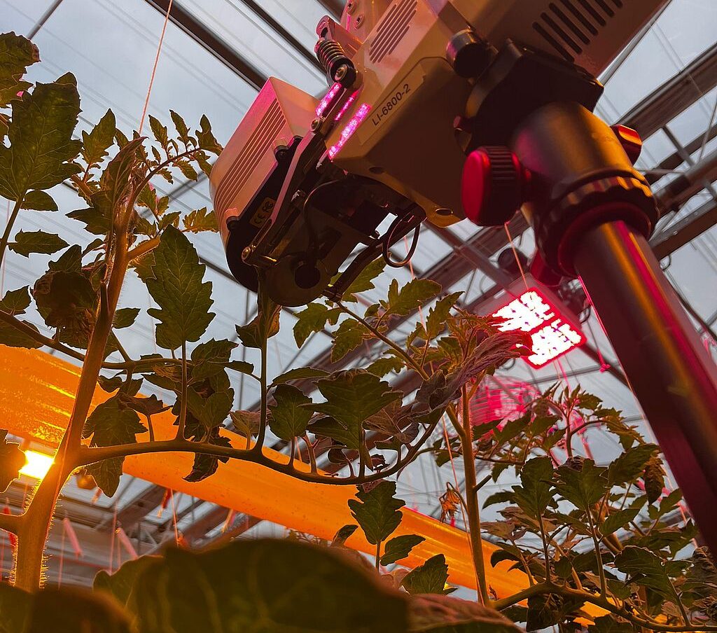 Practical trial: higher yields under LED, but lower light-use efficiency